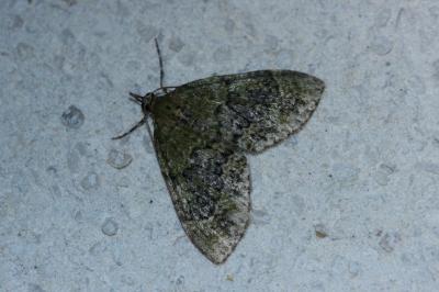 <i>Acasis viretata</i>