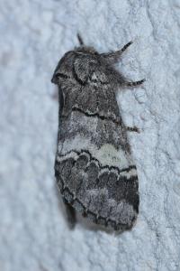 <i>Drymonia querna</i>
