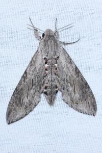 <i>Agrius convolvuli</i>