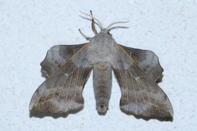 <i>Laothoe populi</i>
