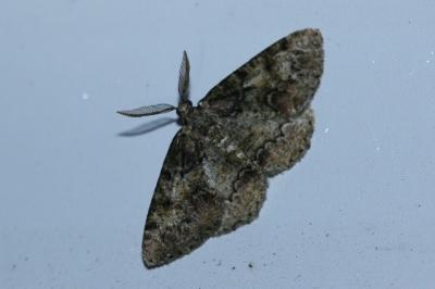 <i>Cleorodes lichenaria</i>