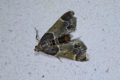 <i>Pyralis farinalis</i>