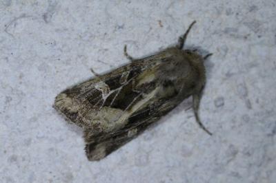 <i>Luperina dumerilii</i>
