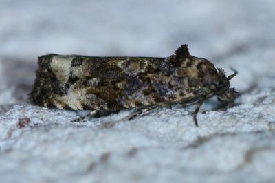 <i>Endothenia</i>