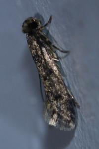 <i>Nemapogon</i>
