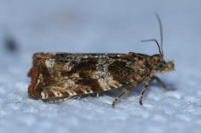 <i>Celypha cespitana</i>