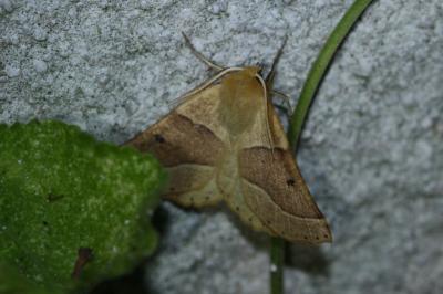 <i>Crocallis elinguaria</i>