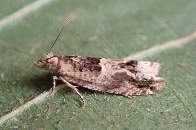 <i>Crocidosema plebejana</i>