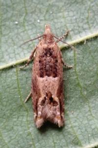 <i>Crocidosema plebejana</i>