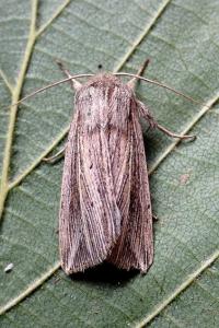 <i>Mythimna riparia</i>