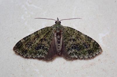 <i>Acasis viretata</i>