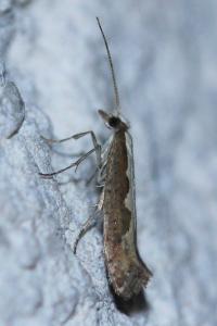 <i>Plutella xylostella</i>