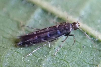<i>Parectopa ononidis</i>