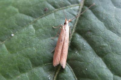 <i>Coleophora salicorniae</i>