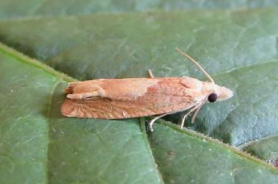 <i>Eucosma conterminana</i>