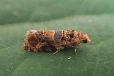 <i>Lobesia botrana</i>