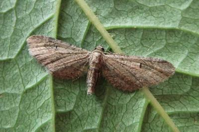 <i>Eupithecia innotata</i>