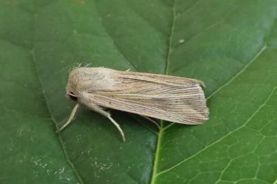 <i>Mythimna riparia</i>