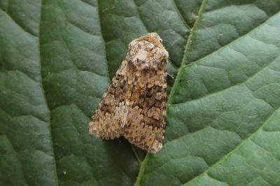 <i>Hecatera dysodea</i>