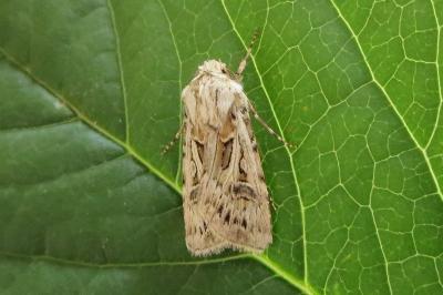 <i>Agrotis vestigialis</i>