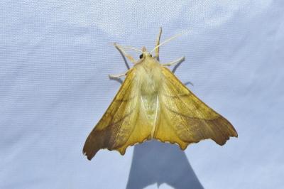 <i>Ennomos fuscantaria</i>