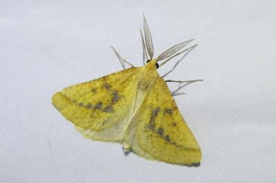 <i>Aspitates ochrearia</i>