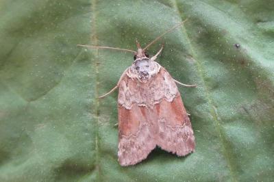 <i>Nycteola siculana</i>