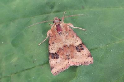 <i>Heliothis viriplaca</i>