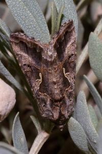 <i>Autographa gamma</i>