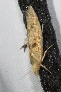 <i>Ypsolopha alpella</i>
