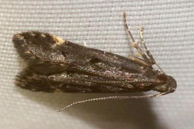 <i>Dichomeris alacella</i>