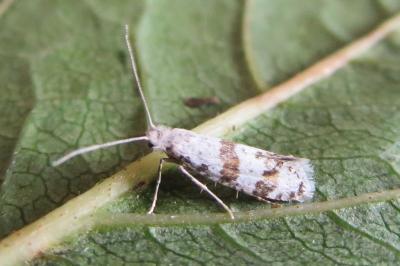 <i>Scythropia crataegella</i>