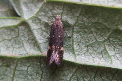 <i>Aproaerema anthyllidella</i>
