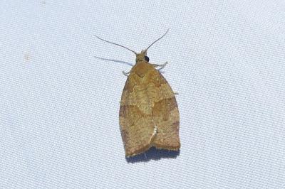 <i>Pandemis heparana</i>
