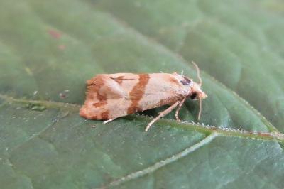 <i>Phalonidia contractana</i>