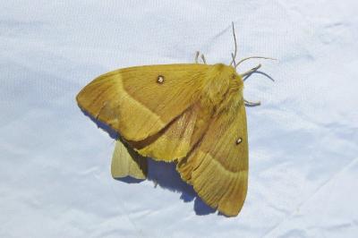 <i>Lasiocampa quercus</i>