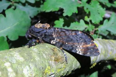 <i>Acherontia atropos</i>