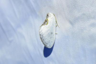 <i>Cilix hispanica</i>