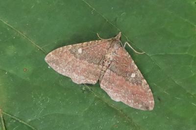 <i>Nycterosea obstipata</i>