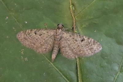 <i>Eupithecia virgaureata</i>