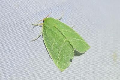 <i>Bena bicolorana</i>