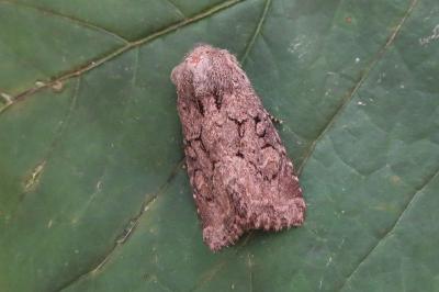<i>Luperina testacea</i>