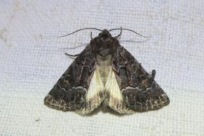 <i>Thalpophila matura</i>