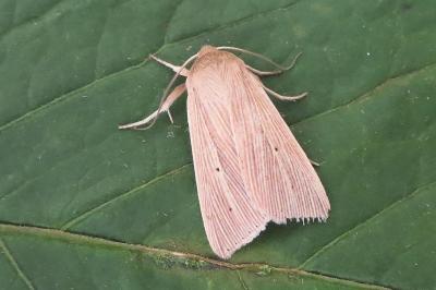 <i>Mythimna pallens</i>