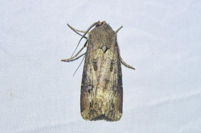 <i>Agrotis ipsilon</i>