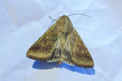<i>Helicoverpa armigera</i>
