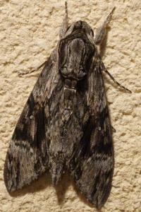 <i>Agrius convolvuli</i>