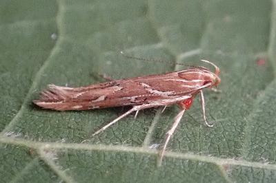 <i>Pyroderces argyrogrammos</i>