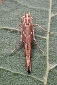 <i>Pyroderces argyrogrammos</i>