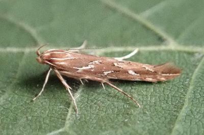 <i>Pyroderces argyrogrammos</i>